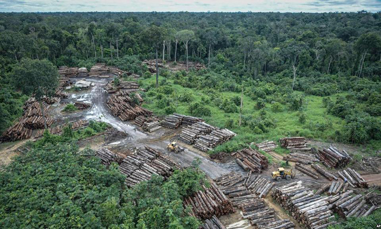 Rừng Amazon ở Brazil bị chặt phá nhiều nhất trong 12 năm