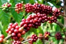 Hãy phân tích sự phát triển sản lượng cà phê (nhân) và khối lượng xuất khẩu cà phê  từ năm 1980 đến năm 2005