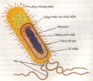 Mô hình tế bào động vật