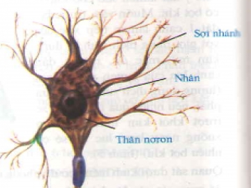 nơron có hai chức năng cơ bản đó là gì