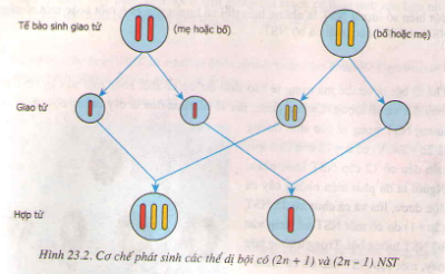 Hướng dẫn vẽ sơ đồ phát sinh thể dị bội bằng cách sử dụng Excel