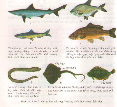 Đa dạng và đặc điểm chung của các lớp cá