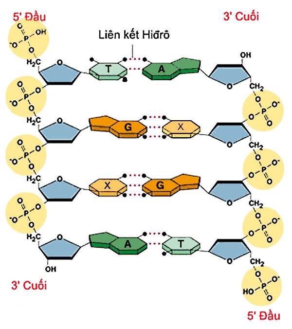 Mô hình Phân tử ARN