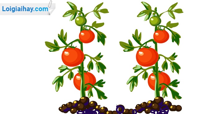 Viết đoạn văn tả cây cà chua | SGK Tiếng Việt 2
