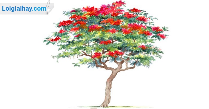 Khám phá hơn 311 vẽ cây phượng đơn giản siêu đỉnh - thtantai2.edu.vn
