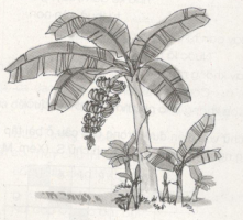 Hãy cùng tập làm văn với hình ảnh cây chuối thú vị này. Bạn có thể miêu tả sự tươi trẻ của chiếc lá, vẻ đẹp của các cơn gió, cũng như tìm hiểu thêm về cây chuối.