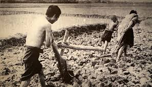 hình ảnh người nông dân trước cách mạng tháng 8