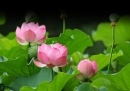 Văn miêu tả lớp 6