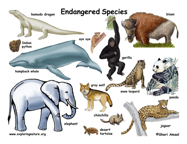 Unit 6: Endangered Species - Các loài sắp tuyệt chủng | Loigiaihay
