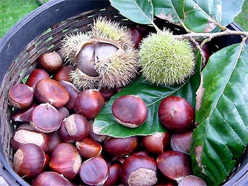 Nghị luận về một tư tưởng, đạo lí