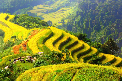 Luật Thơ