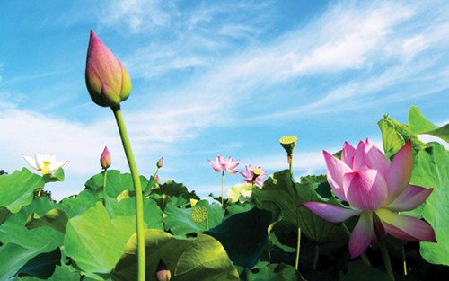 Luật thơ (tiếp theo)