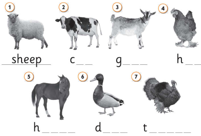Lesson 7 - Unit 5. Animals - Tiếng Anh 2 - English Discovery | Tiếng Anh 2  - English Discovery